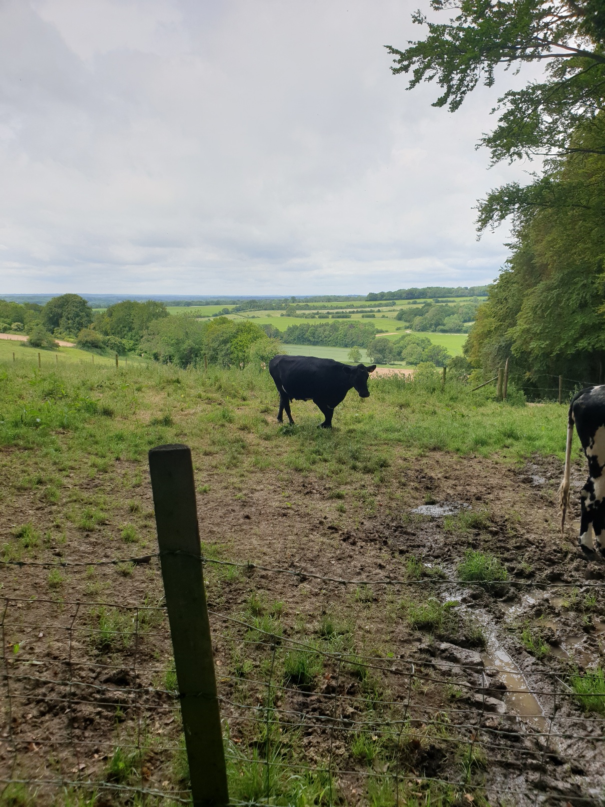 Evening walk & Pub! - Upham & the Brushmakers Arms (Gear 1 to 2). - 4 miles