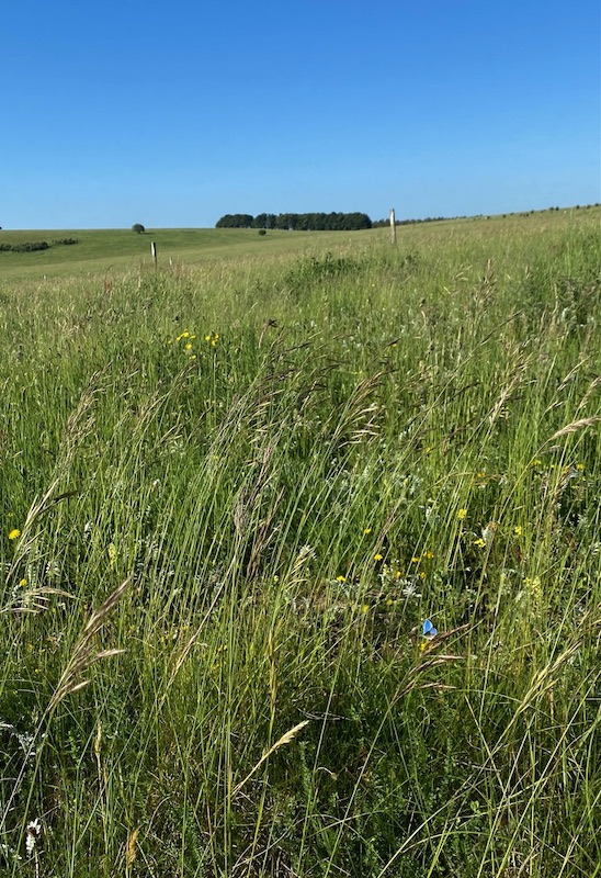 Gear 2 walk - Salisbury Plain