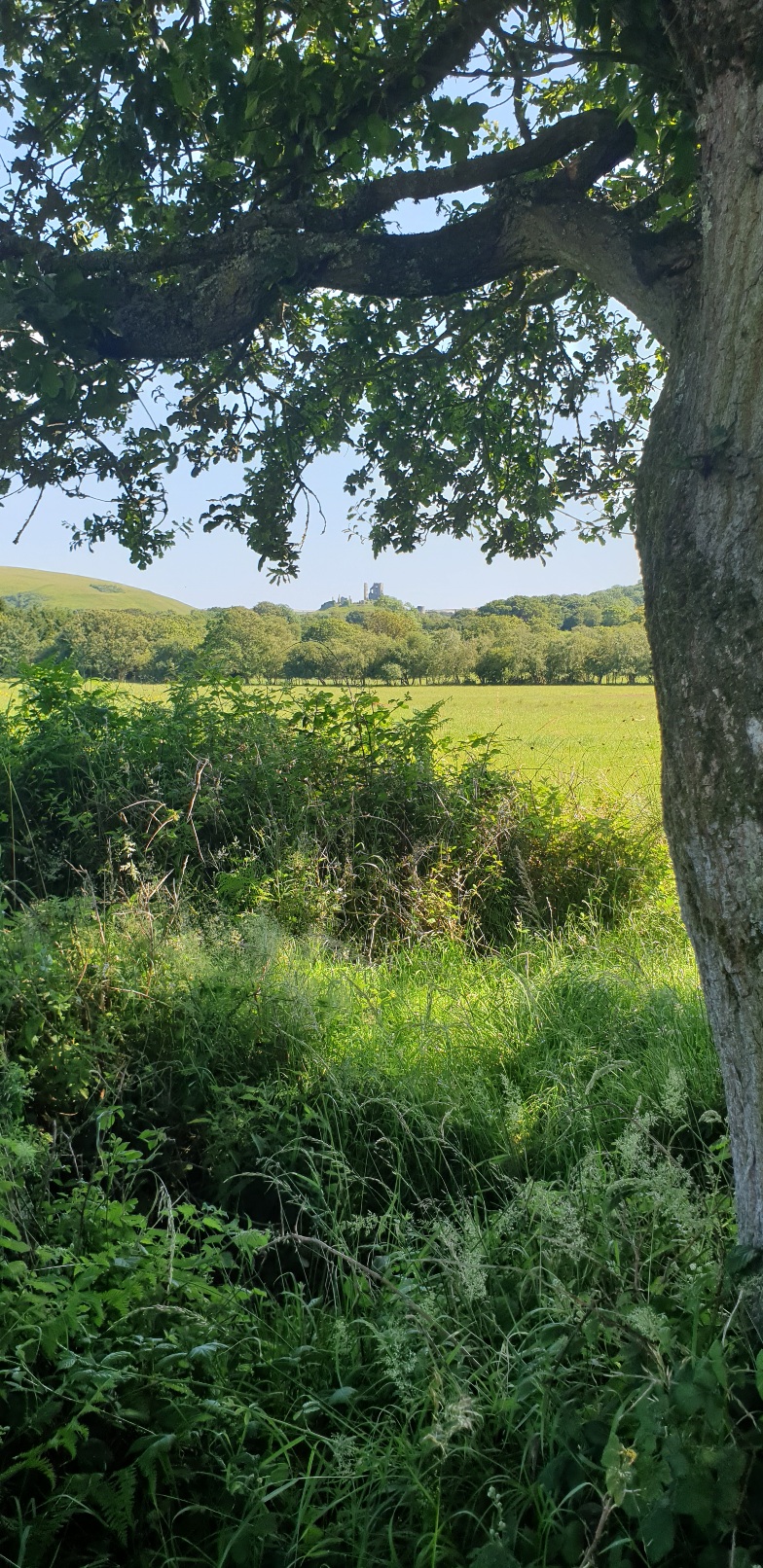 Middlebere wildlife habitat walk