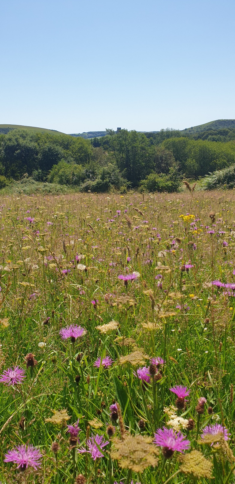 Middlebere wildlife habitat walk