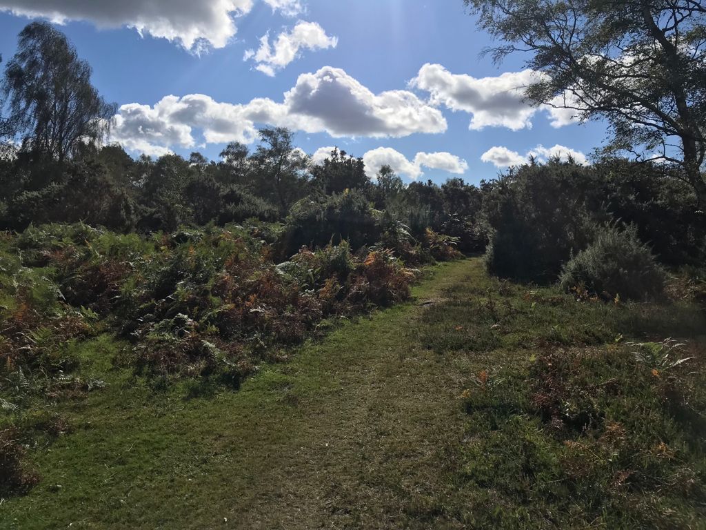 Matley Wood All Levels Walk