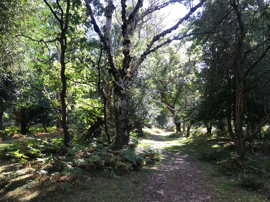 Matley Wood All Levels Walk