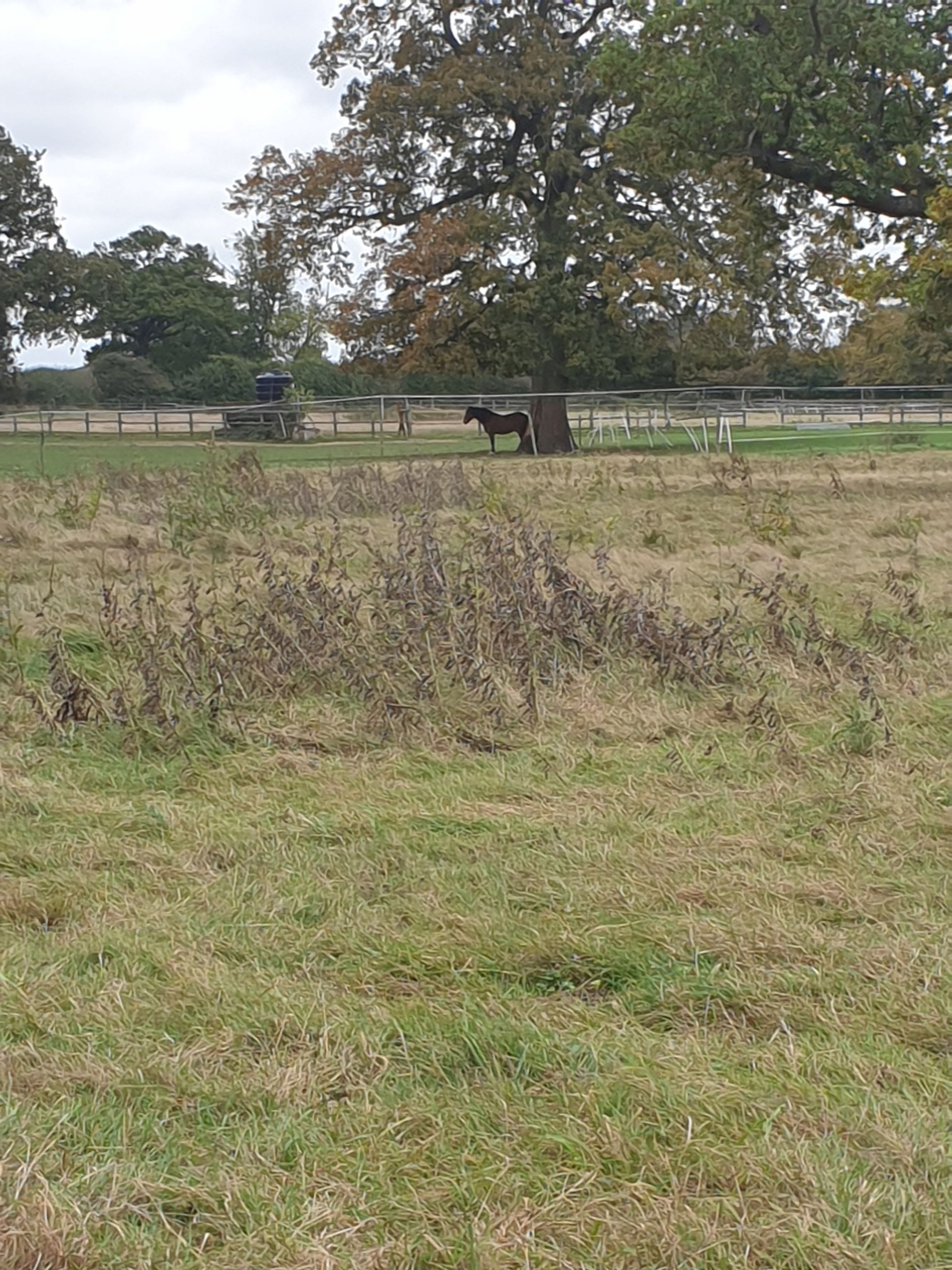 Walk & Talk - Old Knebworth