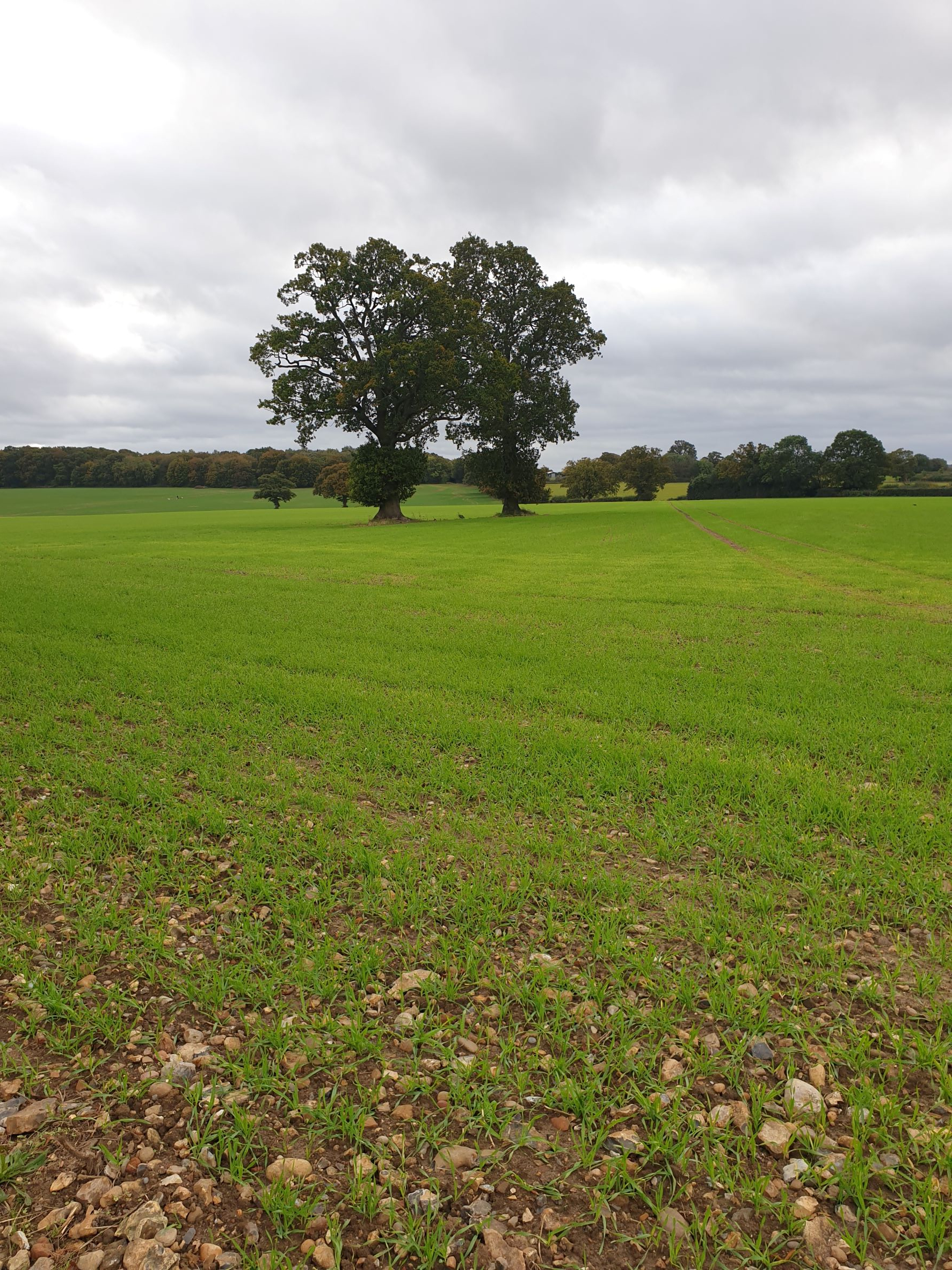 Walk & Talk - Old Knebworth