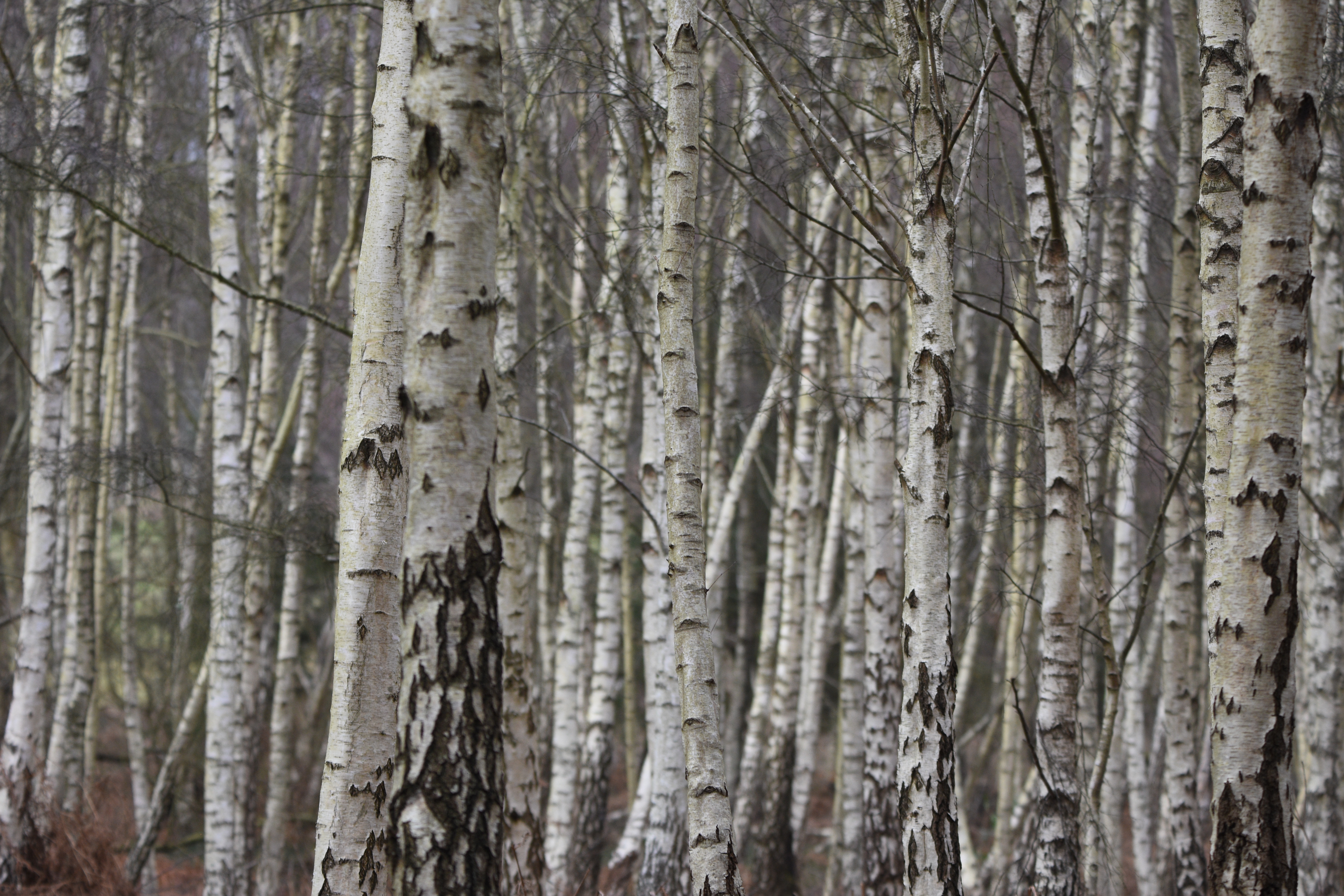 Autumn Nature Walk - Arne