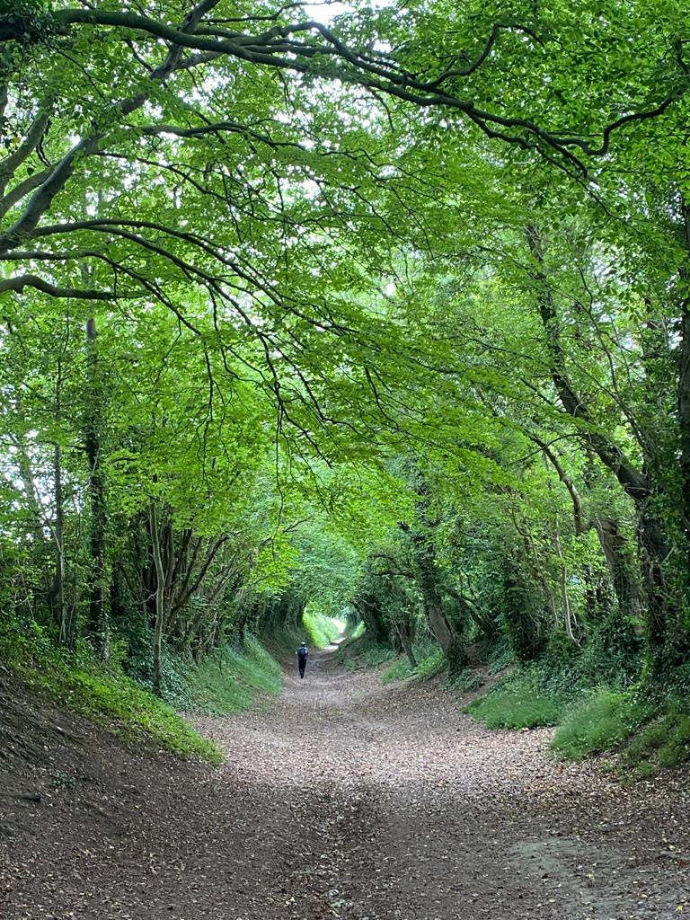Halnaker Windmill Walk (Moderate)