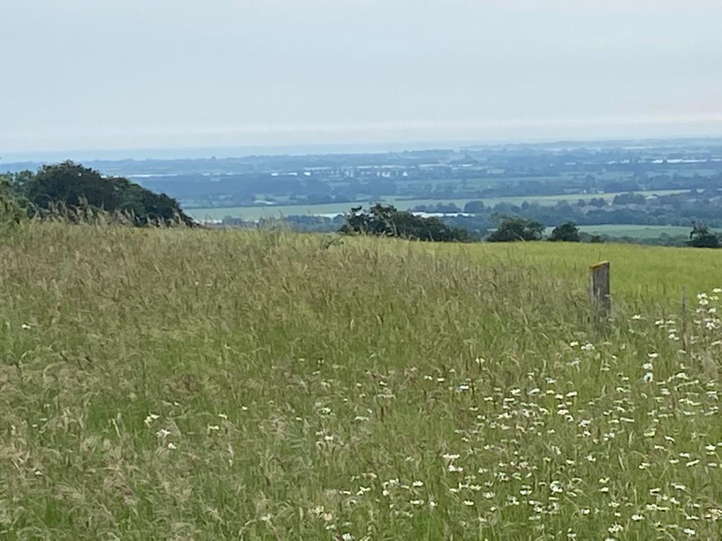 Halnaker Windmill Walk (Moderate)