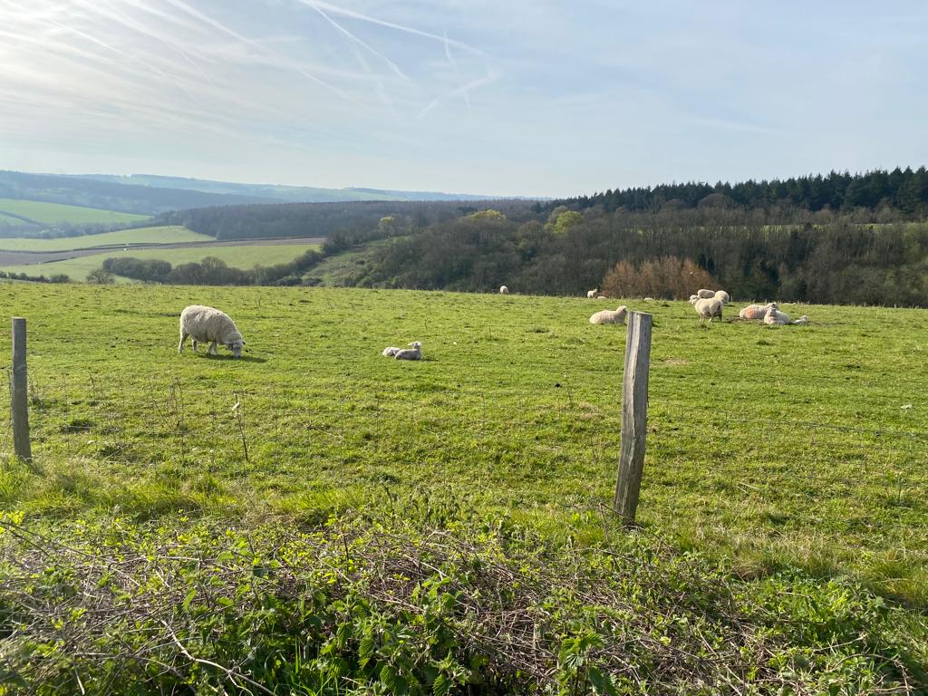 Challenge Walk -South Downs 3 HOURS Out and Back (Pace 2+)