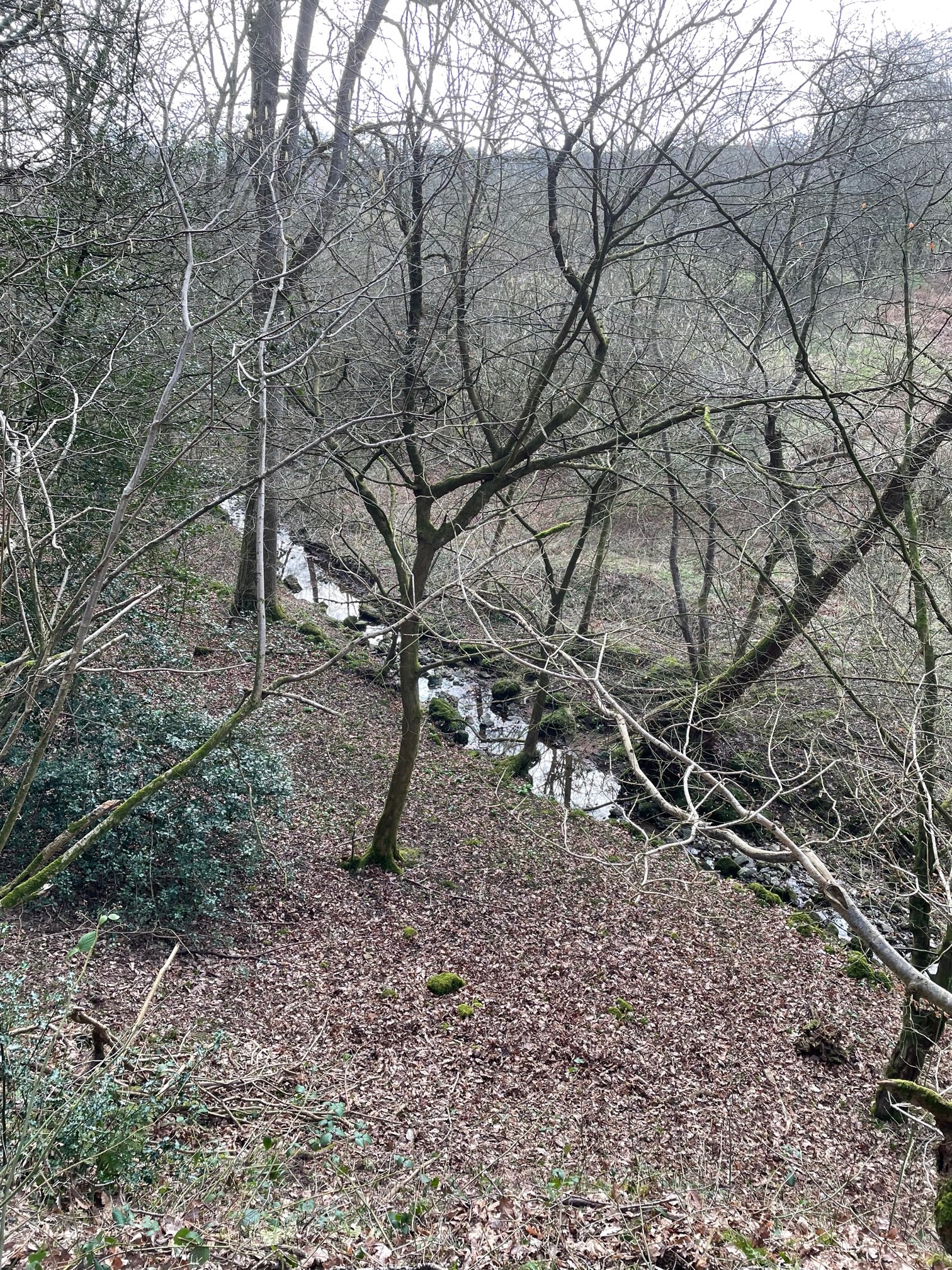 1.5 hour Explorer Walk Ilam Park