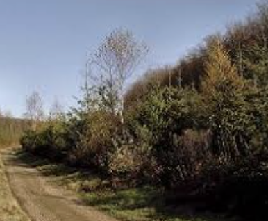 Haskins Angmering Conservation Area Walk (Easy) - Angmering