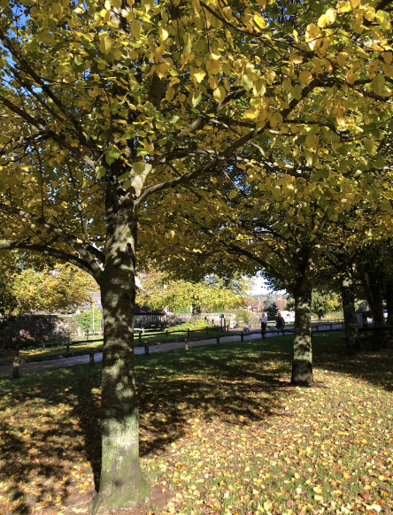 Chichester Health and Wellbeing Walk