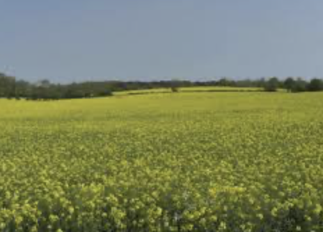 North Marden Circular Walk (Pace 1-2)