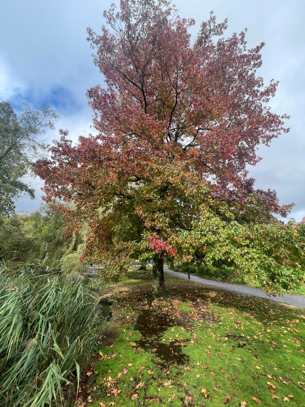 Autumn Nature Walk - Poole Park