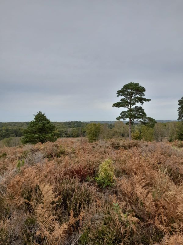 Autumn Nature Walk - Poole Park