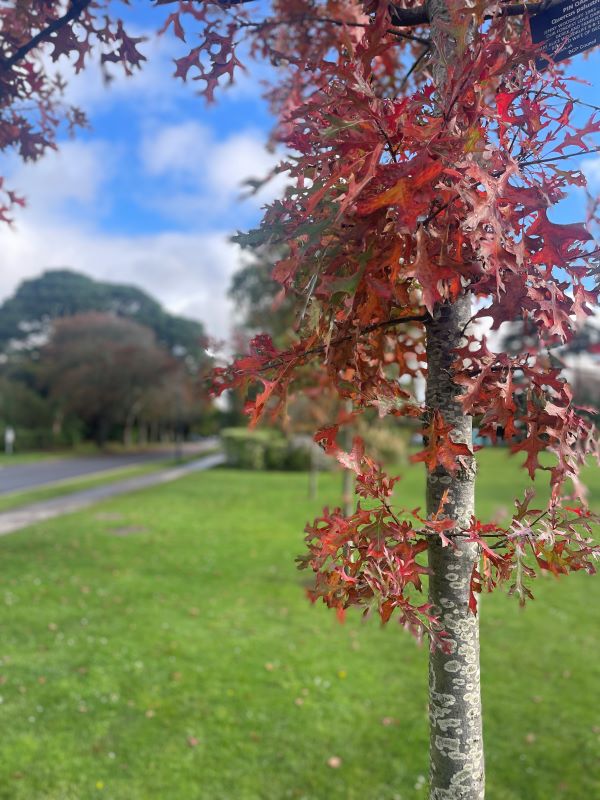 Autumn Nature Walk - Poole Park