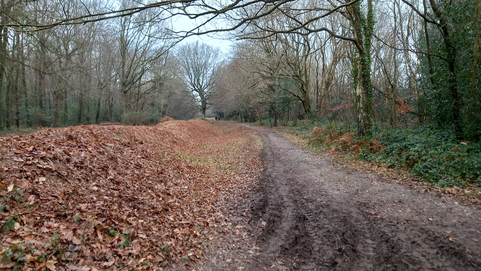 Slindon Ancient Wood Walk (pace 1-2) coffee at the Forge