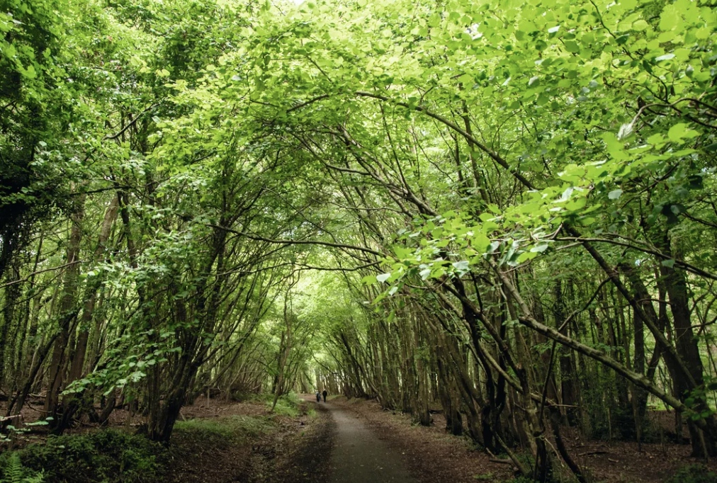 Cuckoo Trail Charity Walk - Polgate