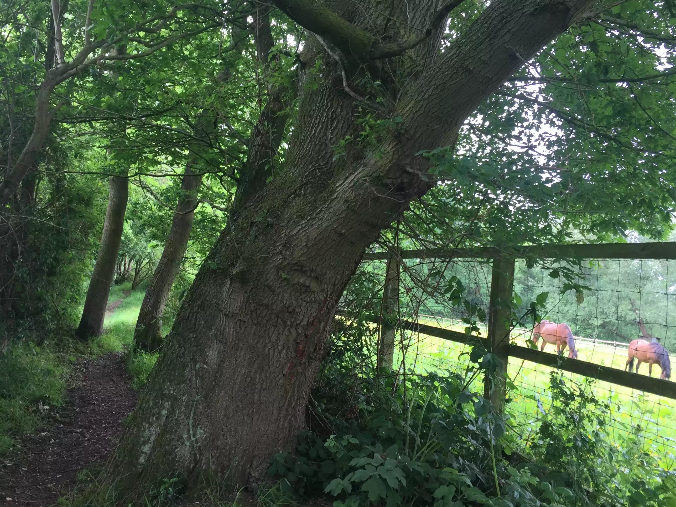 Mobberley Adventure Walk