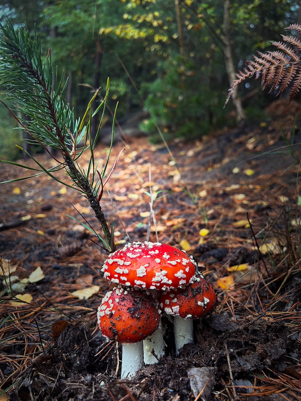 'Wandering Woodland', Walk for Wellness with Emma & Sue, Aspley Woods, 90mins