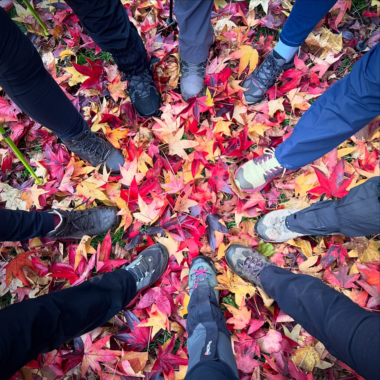 'Wandering Woodland', Walk for Wellness with Emma & Sue, Aspley Woods, 90mins