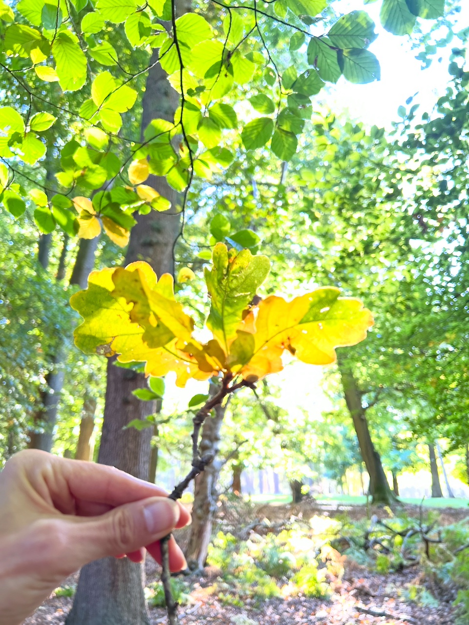 'Wandering Woodland', Walk for Wellness with Emma & Sue, Aspley Woods, 90mins