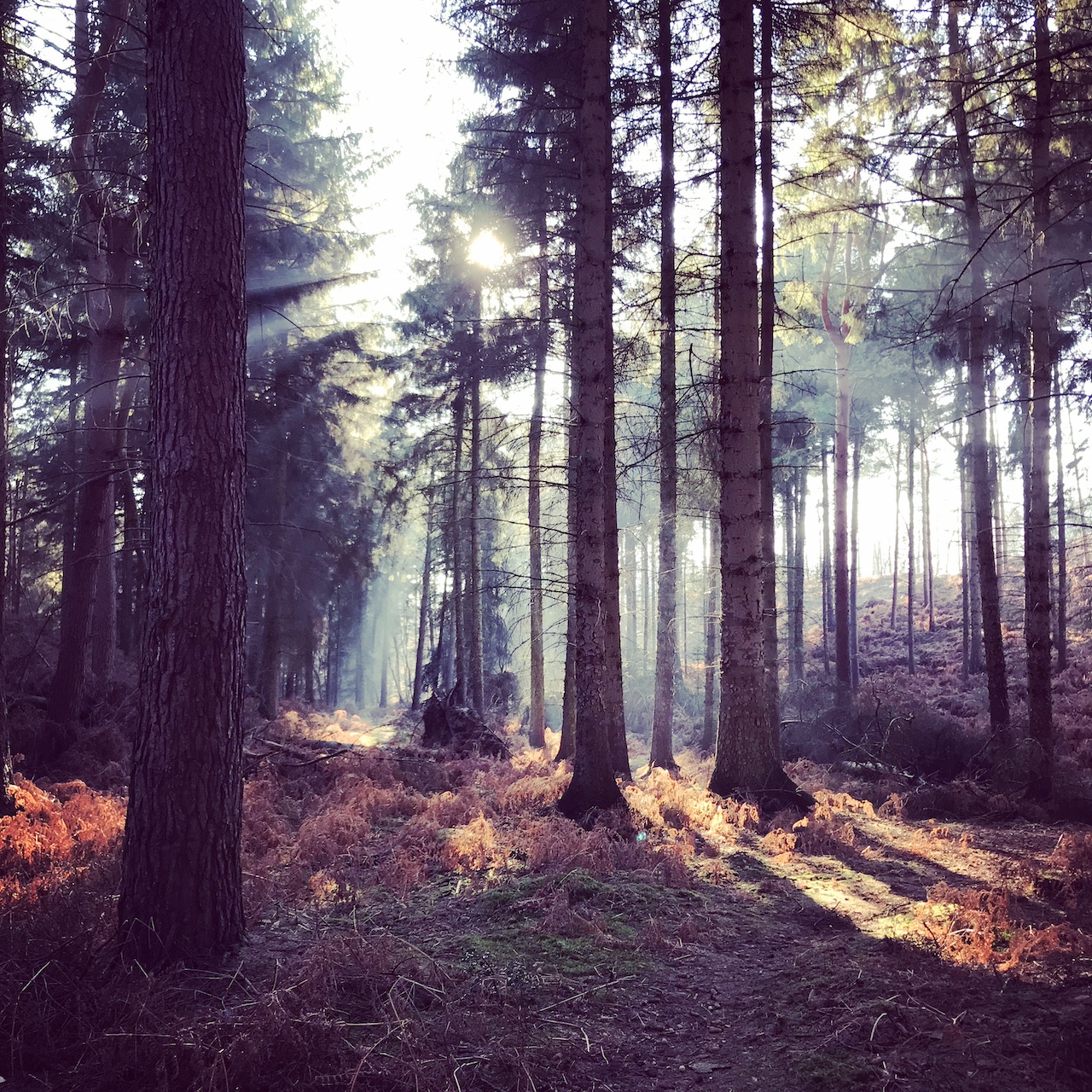 'Wandering Woodland', Walk for Wellness with Emma & Sue, Aspley Woods, 90mins