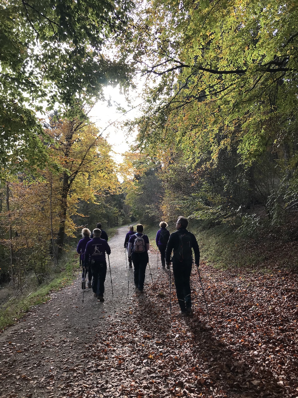 'Wandering Woodland', Walk for Wellness with Emma & Sue, Aspley Woods, 90mins
