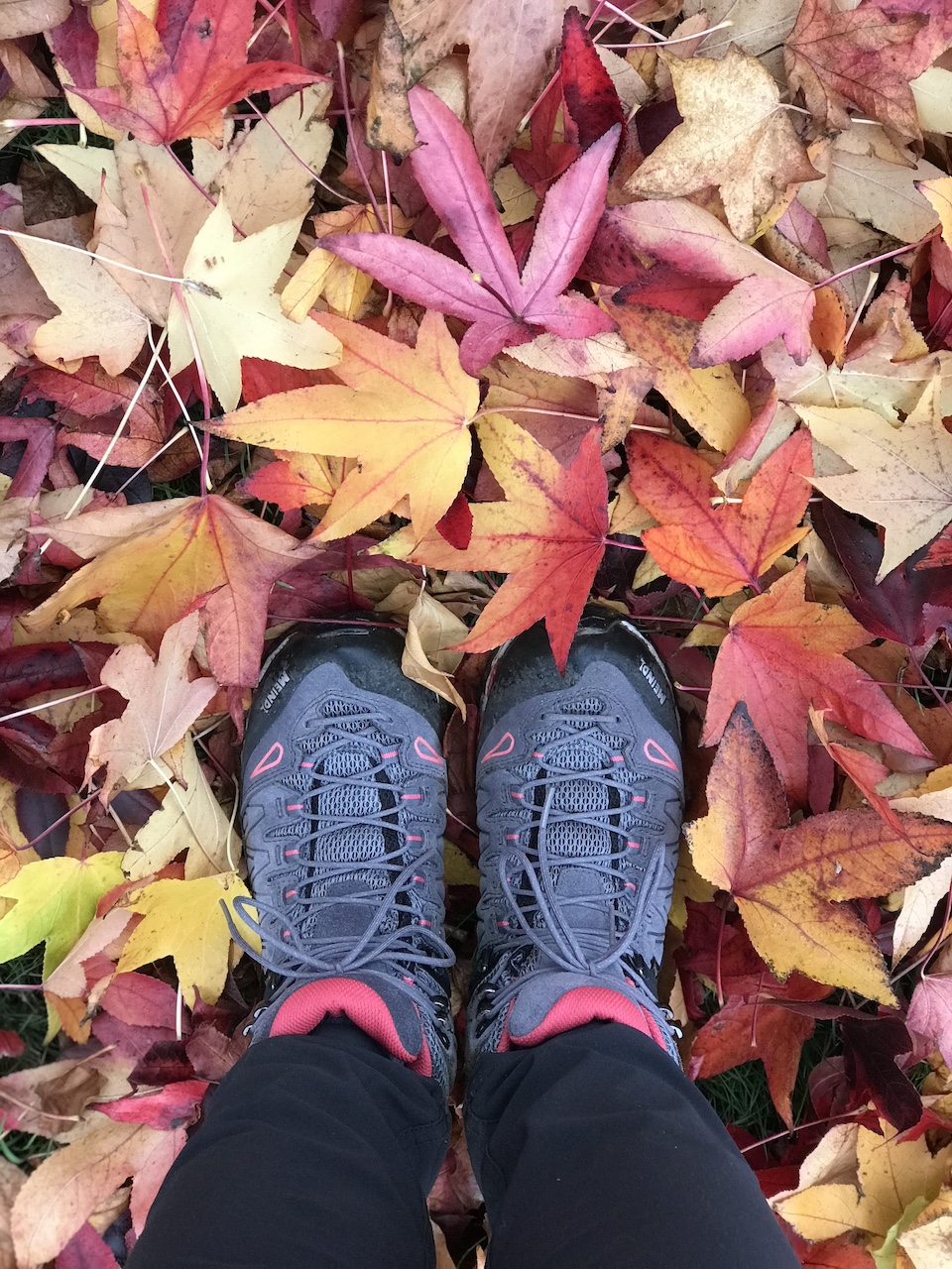 'Wandering Woodland', Walk for Wellness with Emma & Sue, Aspley Woods, 90mins