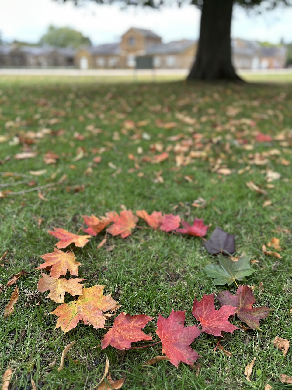 'Wandering Woodland', Walk for Wellness with Emma & Sue, Aspley Woods, 90mins