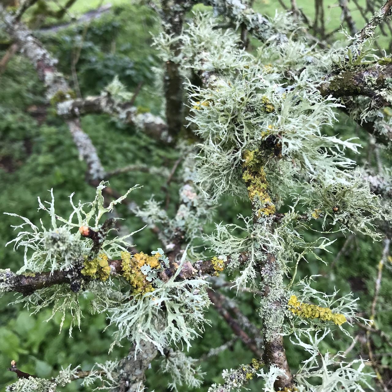 'Wandering Woodland', Walk for Wellness with Emma & Sue, Aspley Woods, 90mins