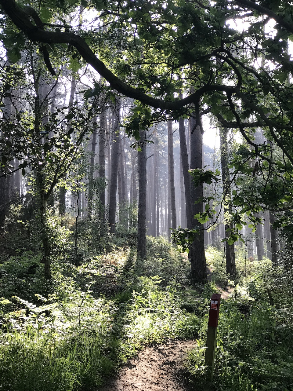 'Wandering Woodland', Walk for Wellness with Emma & Sue, Aspley Woods, 90mins