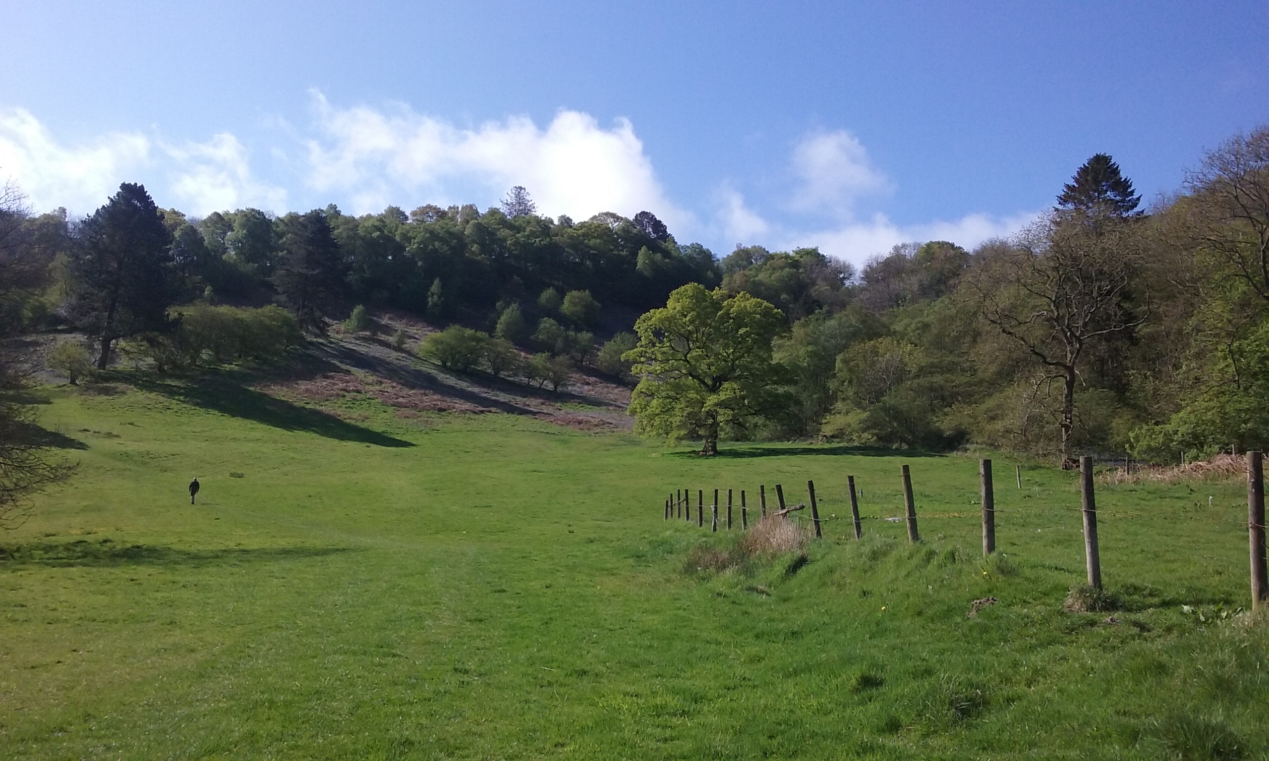 Helmeth Wood Walk