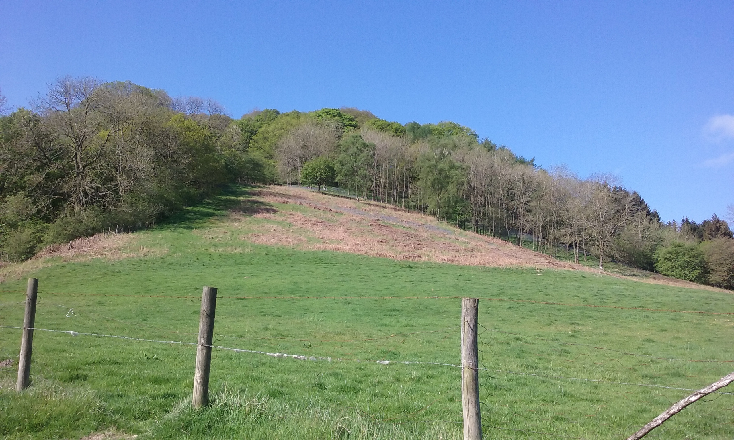 Helmeth Wood Walk