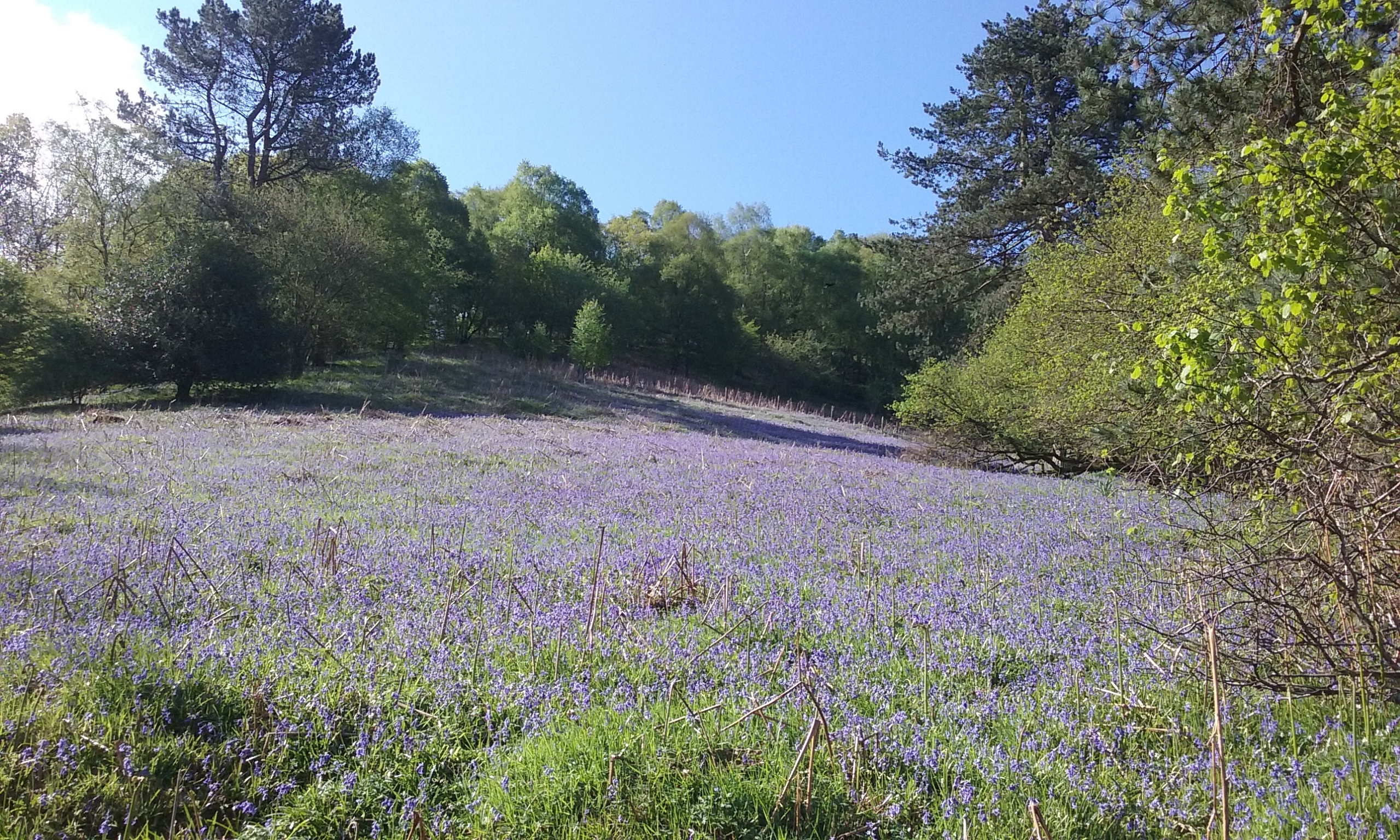 Helmeth Wood Walk