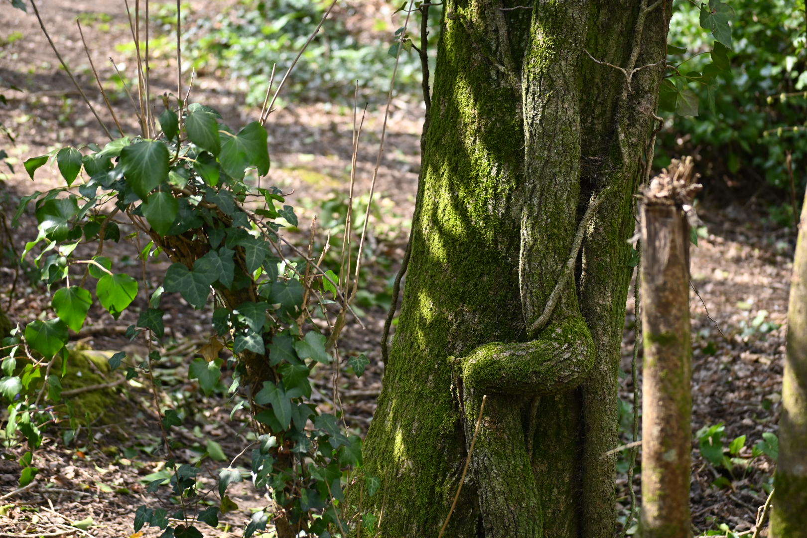 Highdown Hill Walk (Moderate)