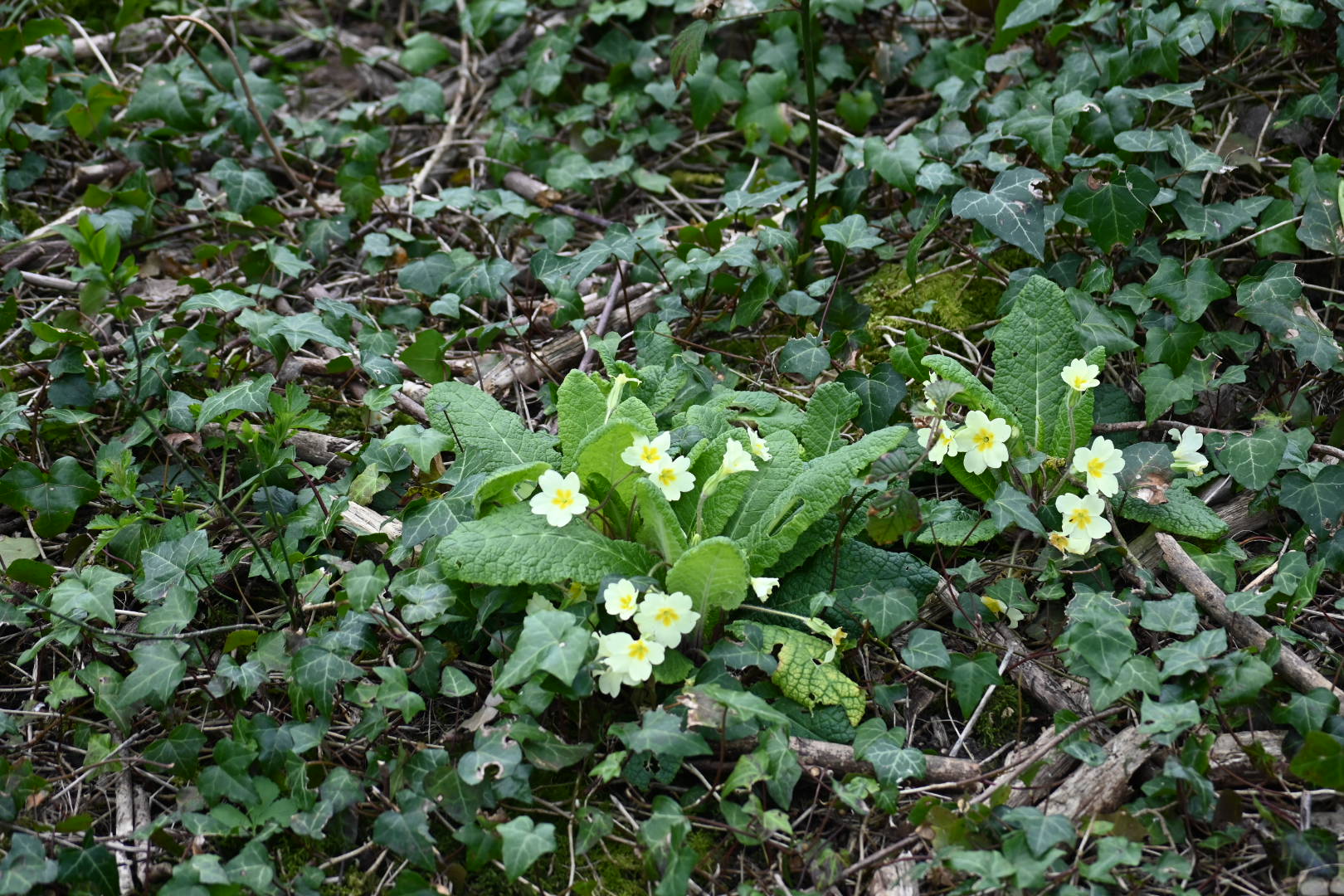 Highdown Hill Walk (Moderate)