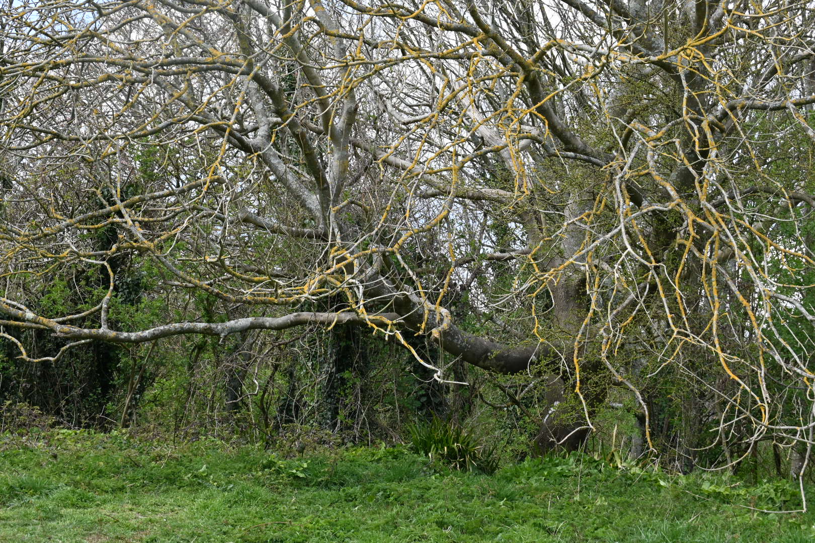 Highdown Hill Walk (Moderate)
