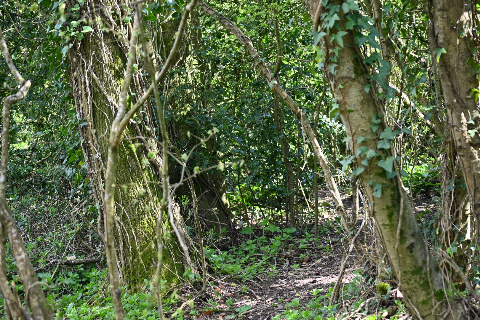 Highdown Hill Walk (Moderate)