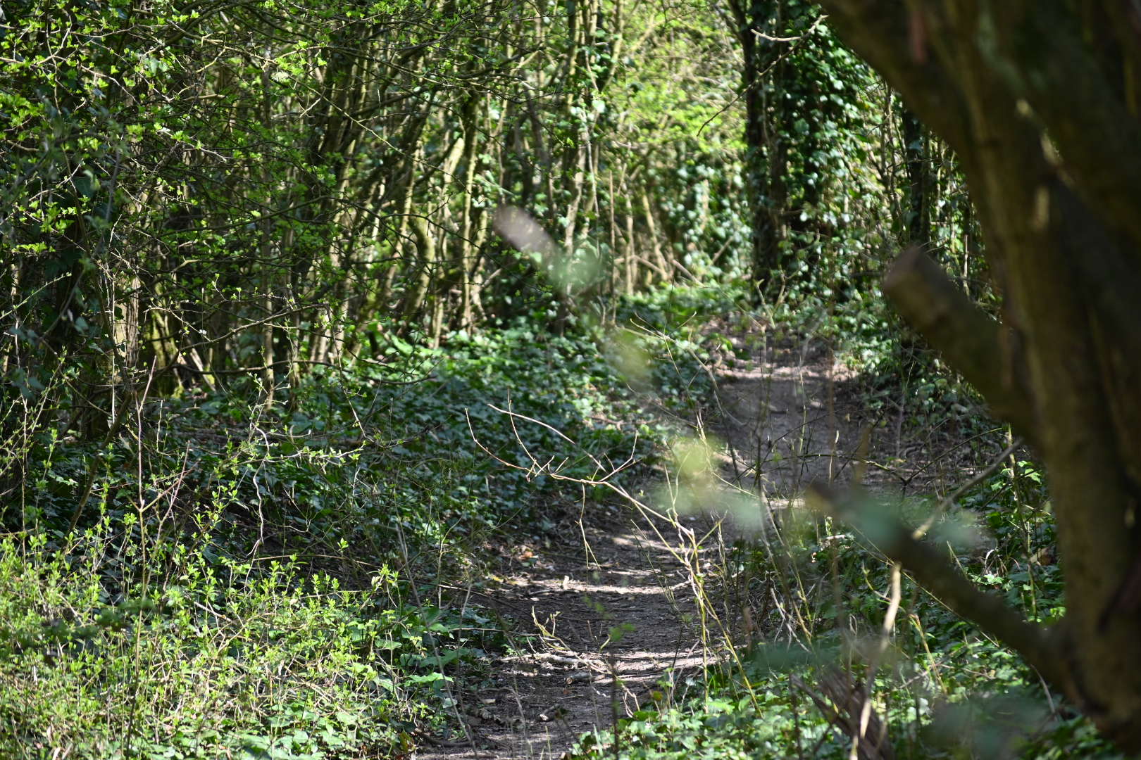 Highdown Hill Walk (Moderate)