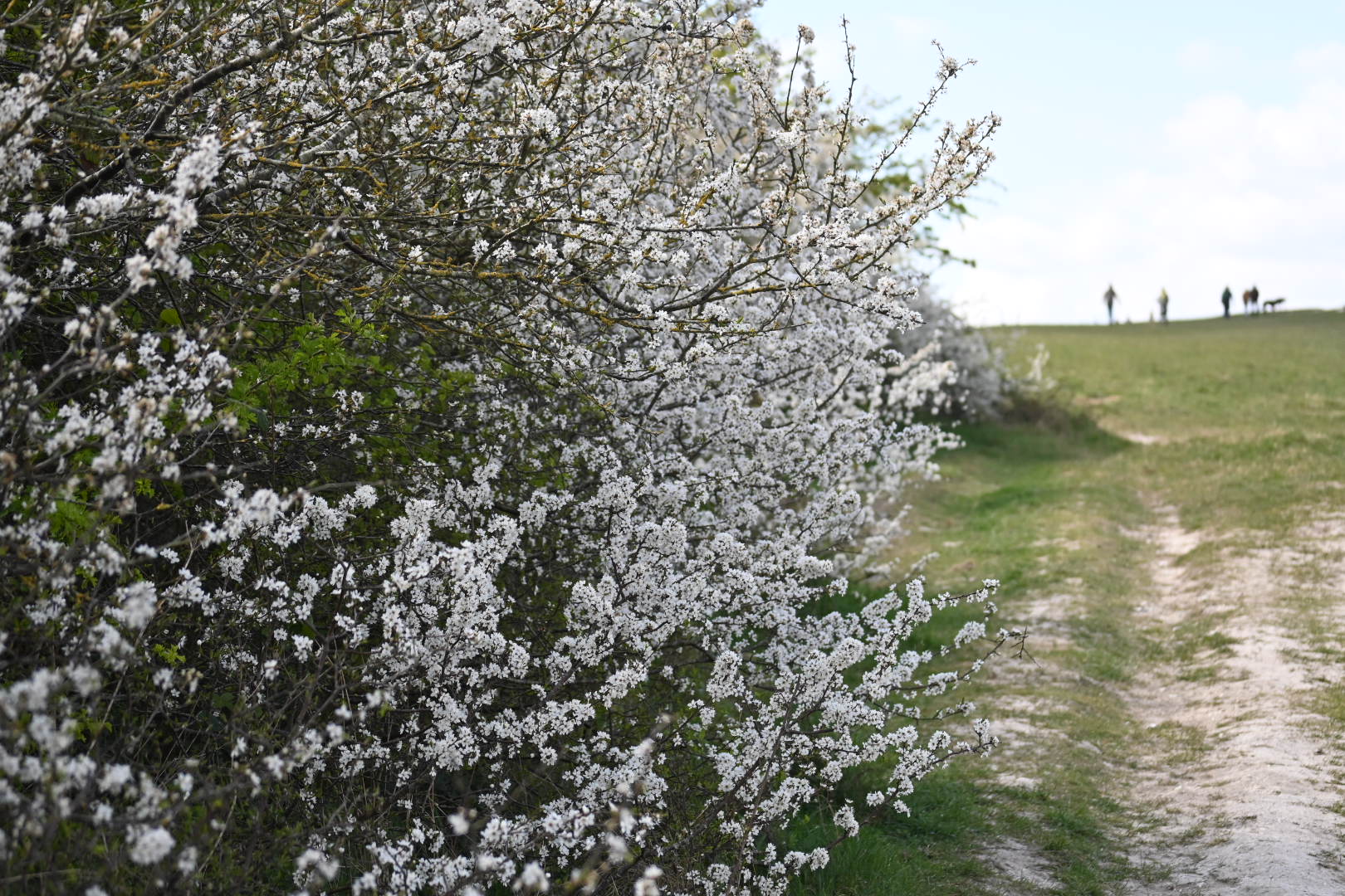 Highdown Hill Walk (Moderate)