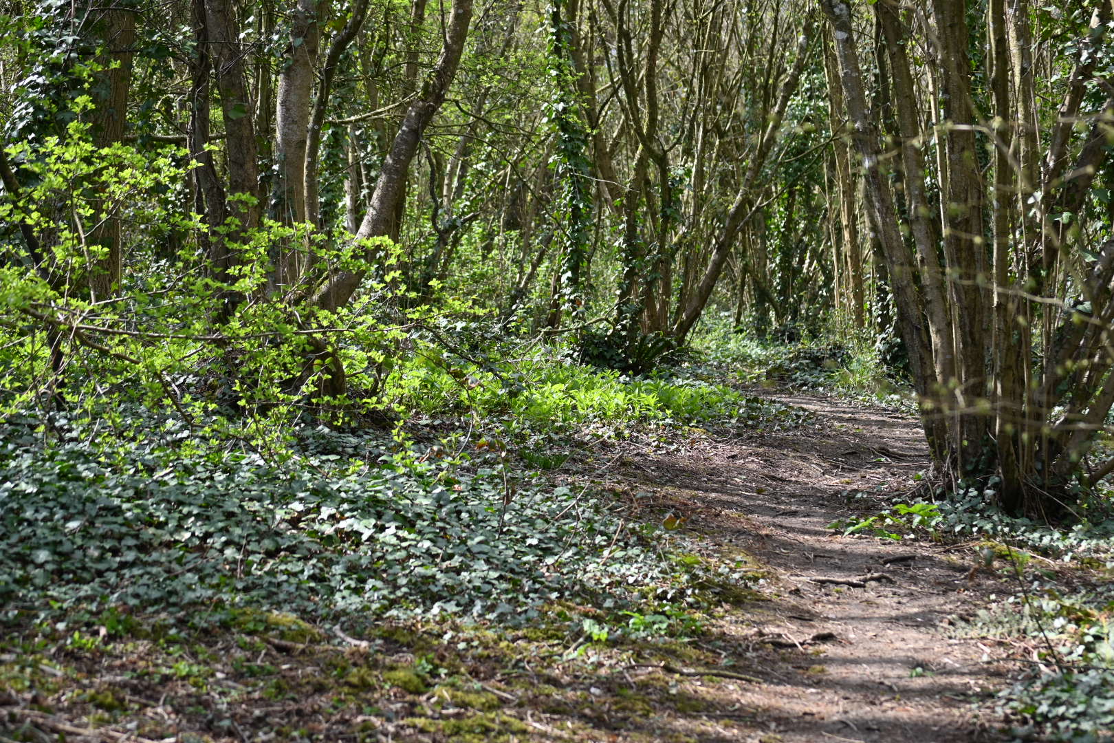 Highdown Hill Walk (Moderate)