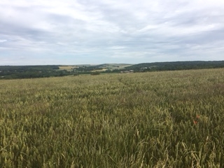 Highdown Hill Walk (Moderate)