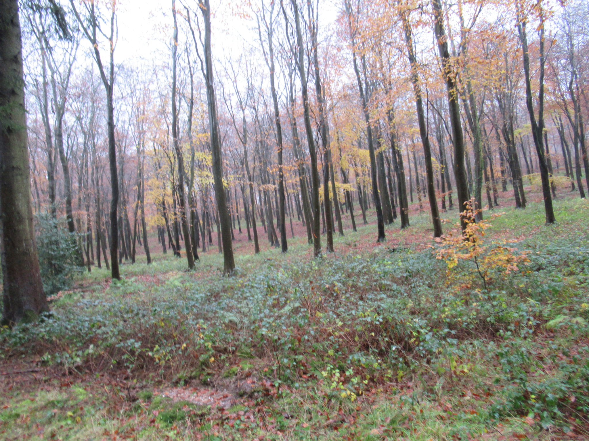 Autumn Houghton Walk - Moderate