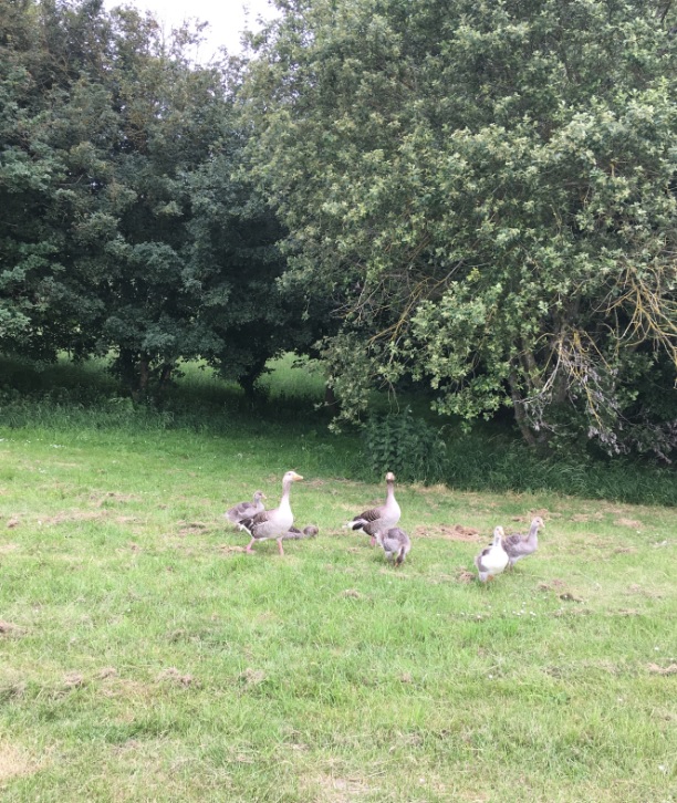 River and Reservoir walk at Farmoor