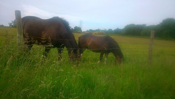 - Runcorn Hill Total Body WALX WALKING FOR RESULTS with Kerley