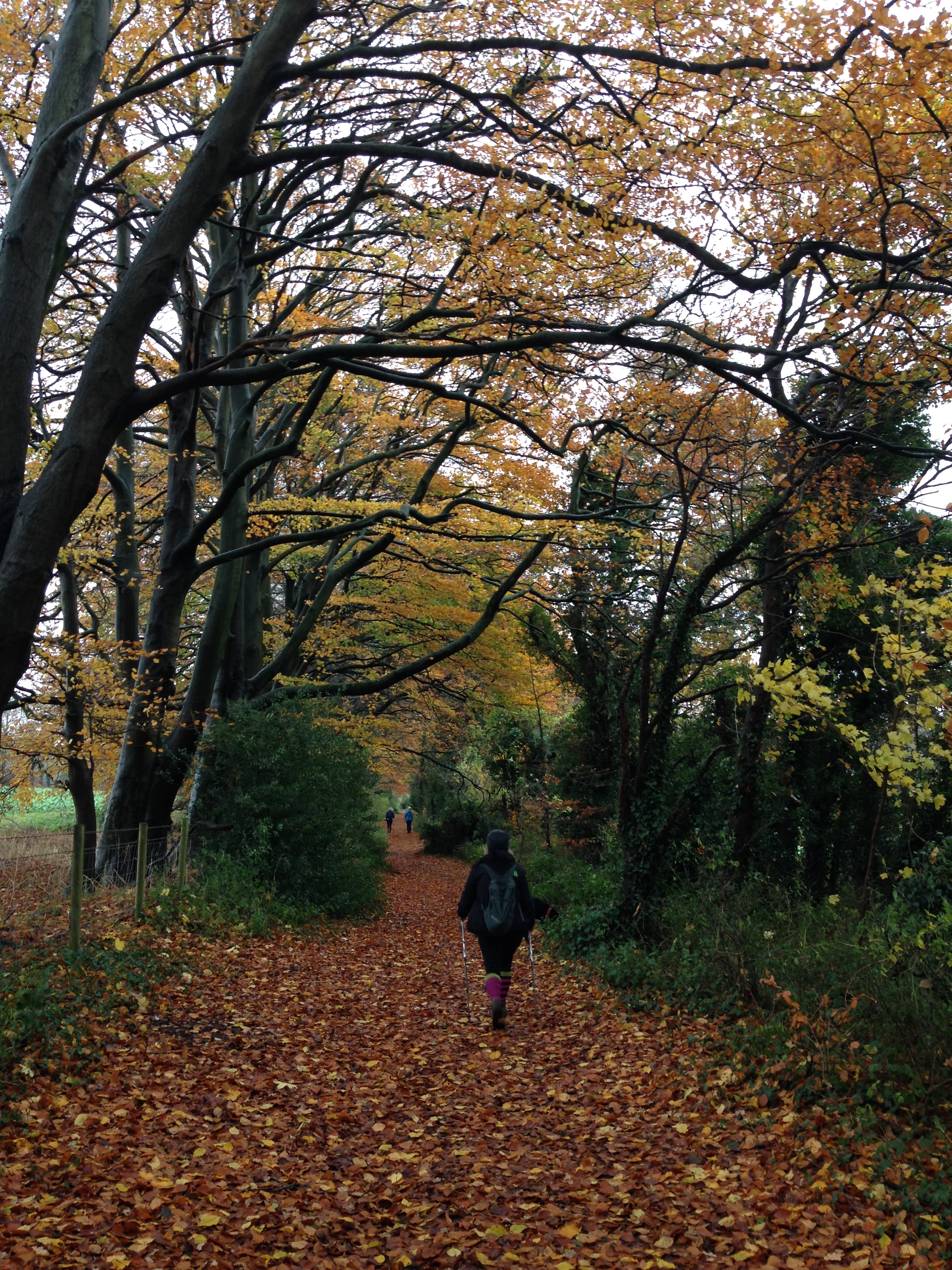 A FASTER PACED WALK - Compton to Winchester (Gear 2 to 3) - 5 miles