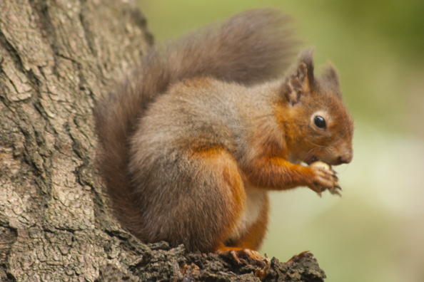 Brownsea Island experience WALK CLOSED - FULLY BOOKED