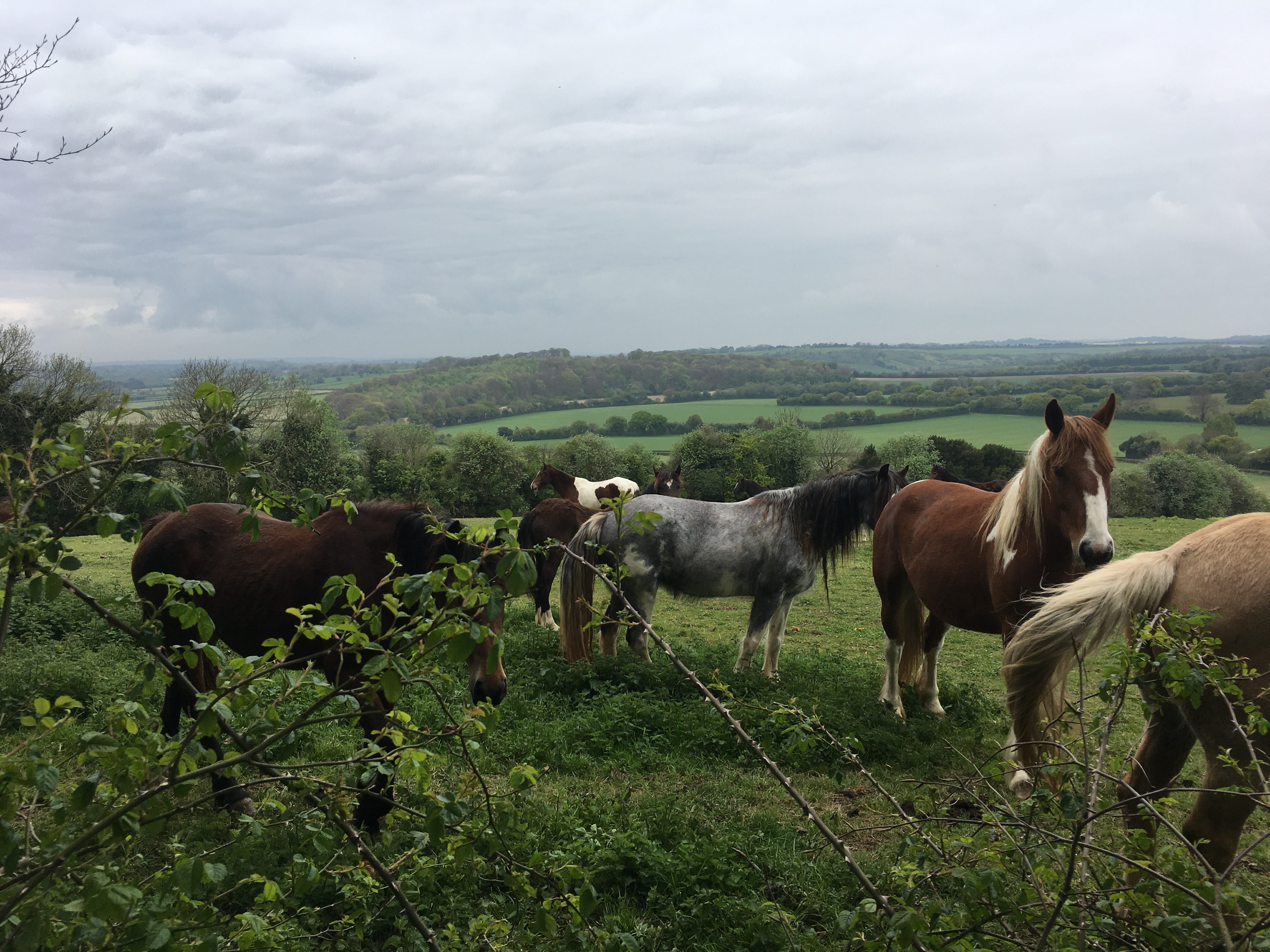 Bishop's Waltham circular walk (Gear 1 to 2) - 5 miles