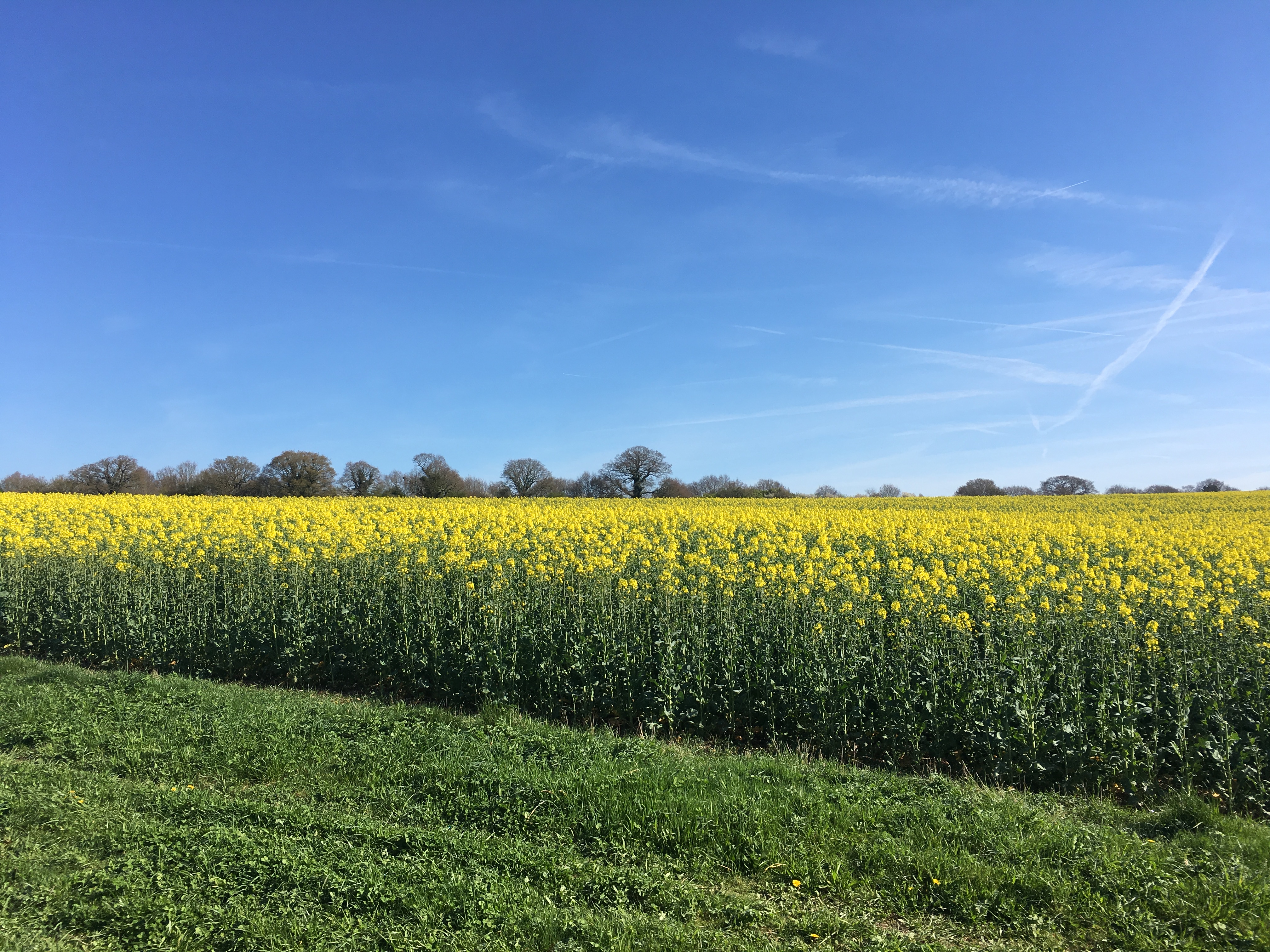 Evening - walk and pub! Itchen Abbas & The Plough (Gear 1 - 2) 4.5 miles