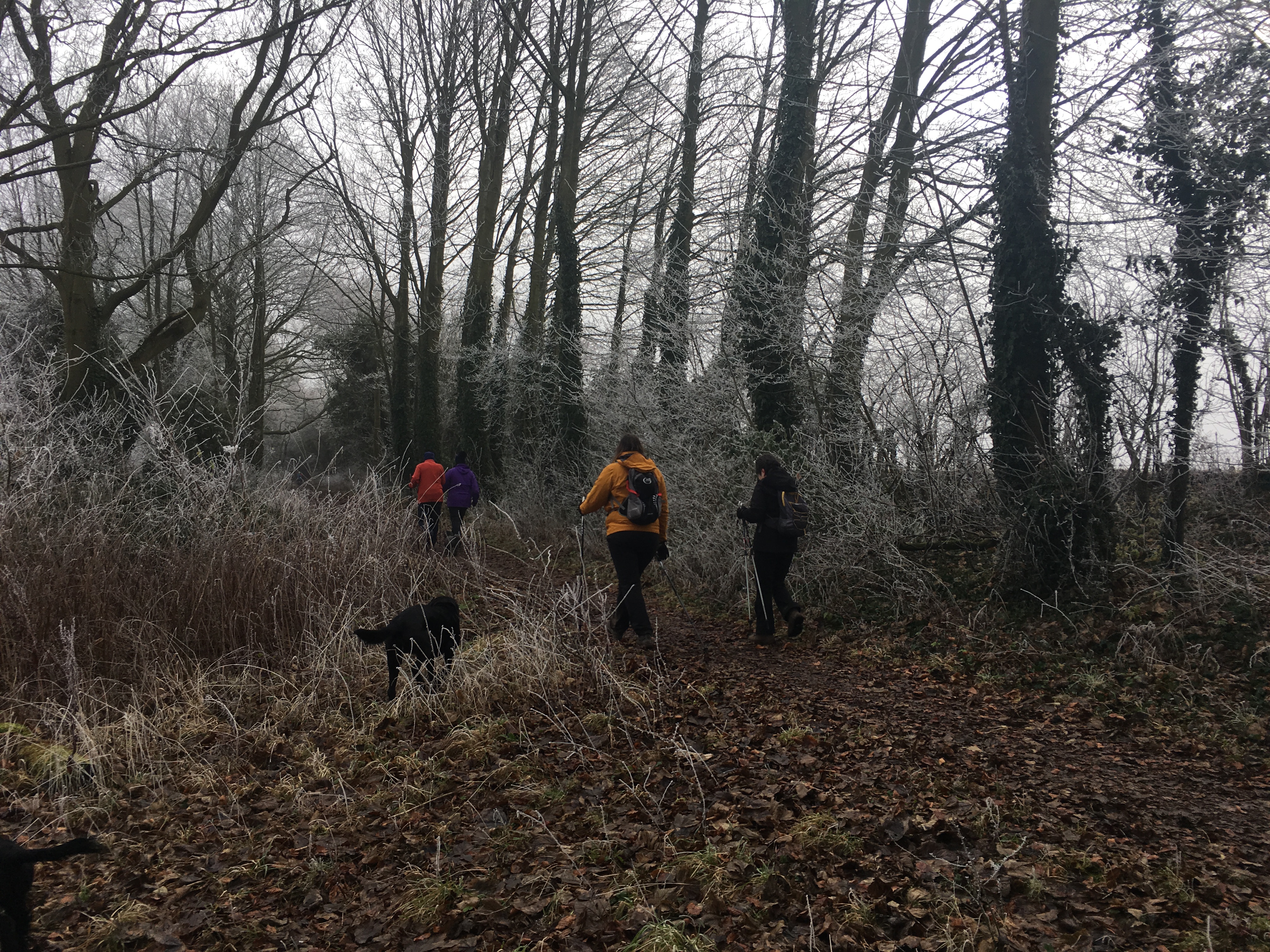 Wellbeing - A Gently paced walk from Alresford (Gear 1)